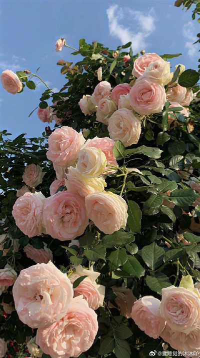 Quartz Kuteteza Mphete